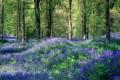 Nature bluebells the royal forest of dean gloucestershire england